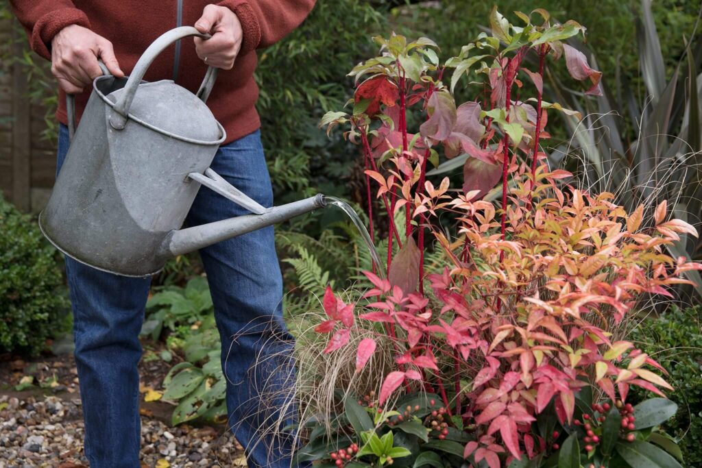 Toxic red berry clusters of Heavenly Bamboo contrasted with safe, sterile hybrid flowers.