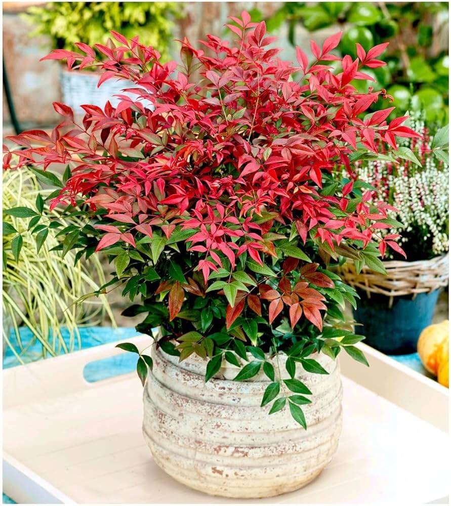 Dwarf heavenly bamboo cultivar in a container