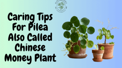 Caring Tips For Pilea