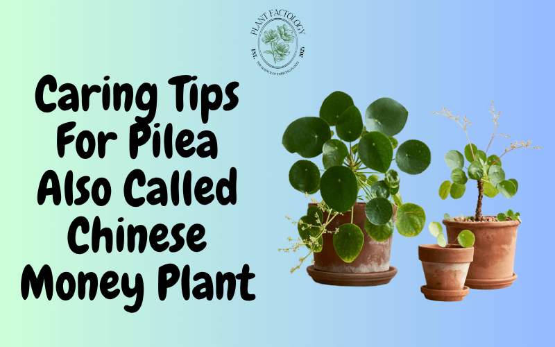 Caring Tips For Pilea