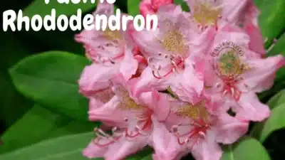Image of Pacific Rhododendron