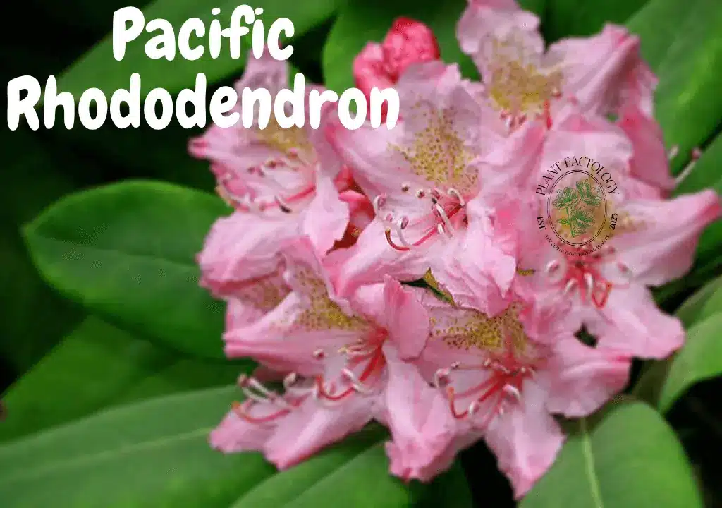 Image of Pacific Rhododendron