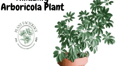 Image of Amazing Arboricola Plant