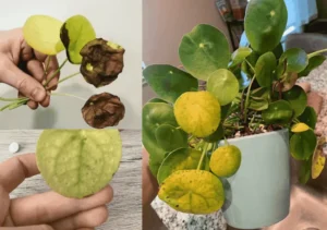 Image of Chinese Money Plant Developing Yellow Leaves