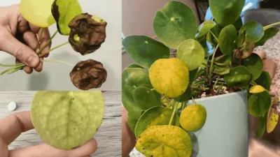 Image of Chinese Money Plant Developing Yellow Leaves