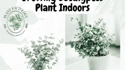 Image of Growing Eucalyptus Plant Indoors