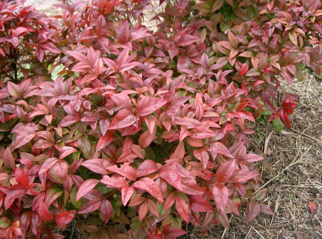 Heavenly bamboo plant with red foliage and berries in a garden setting"