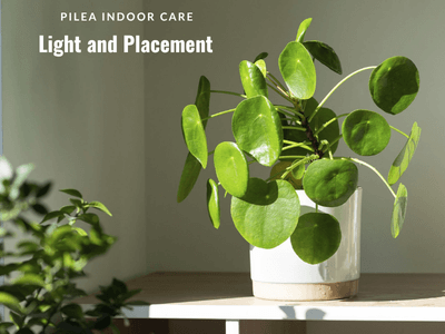 Indoor Care Light and Placement