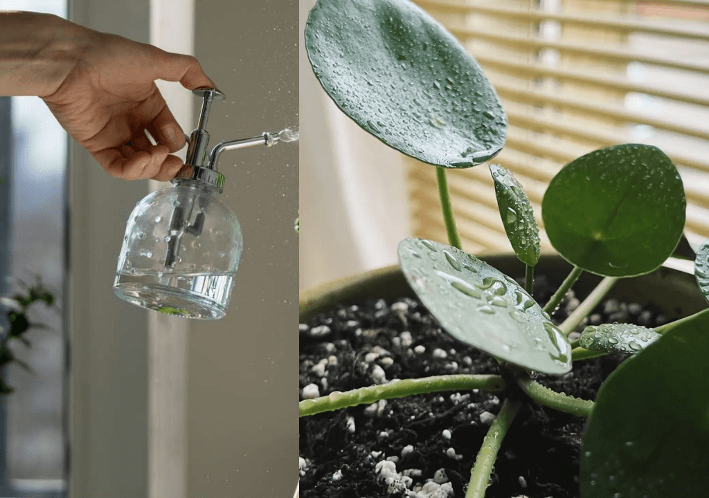 Watering Requirements and Moisture Management