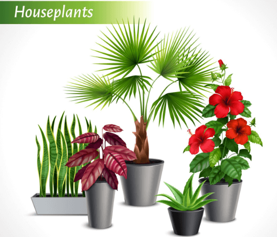 About Us Image of Plant Factology