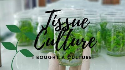 How To Acclimate Tissue Culture Plant ? Mastering Guide