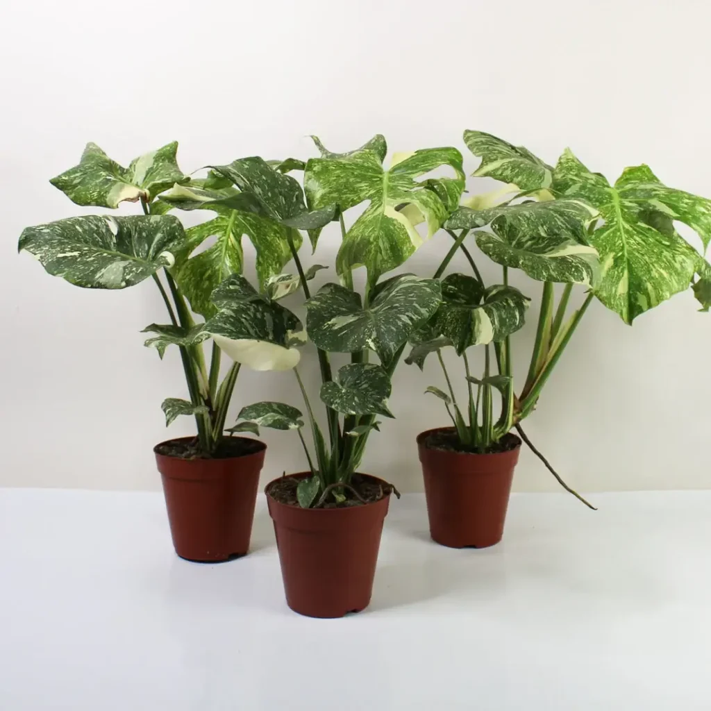 Care Tips for Monstera Crème Brûlée