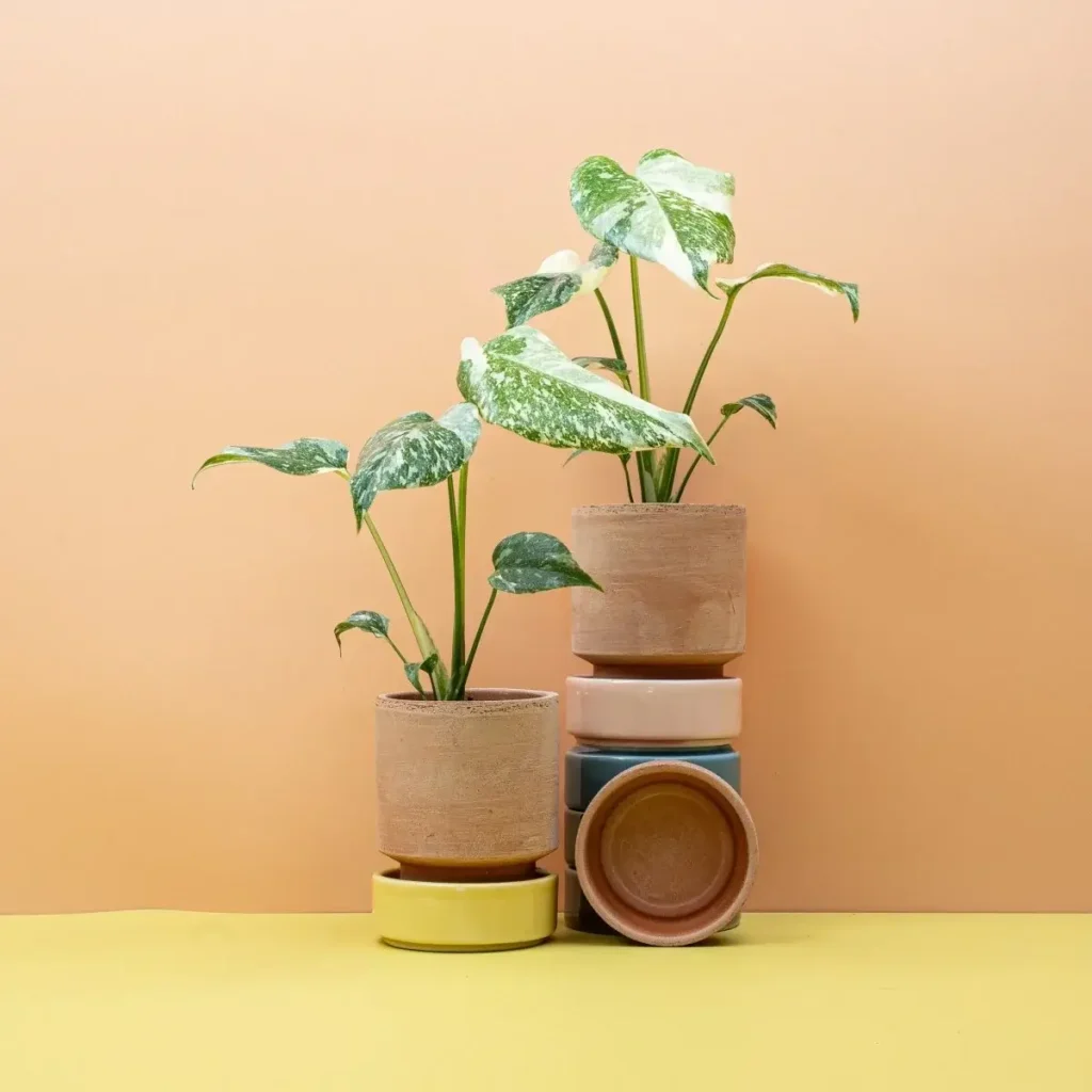 Monstera Crème Brûlée with pots