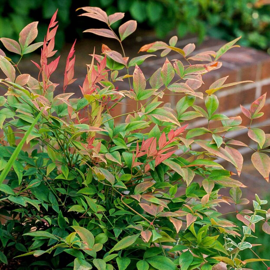 Proper pruning technique for heavenly bamboo plants