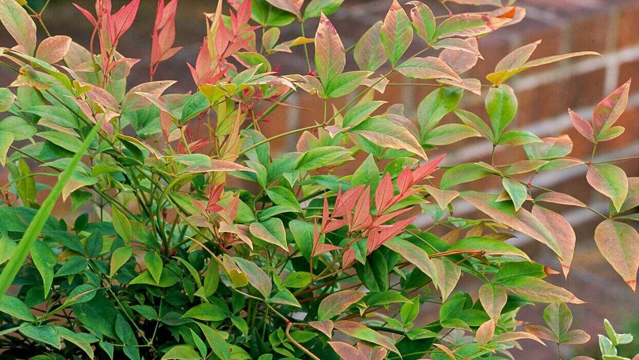 Heavenly bamboo seasonal foliage transition: spring red to winter crimson.