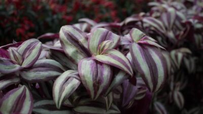 A full, lush wandering jew plant in a pot, demonstrating successful maintenance.