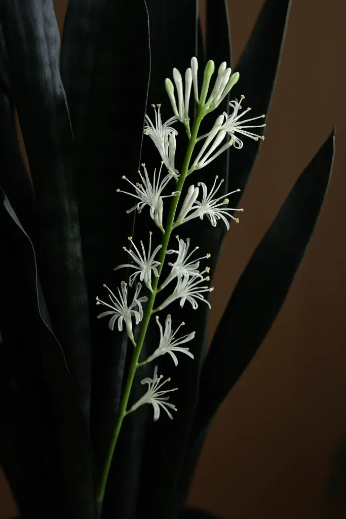 Rare Phenomenon of Black Snake Plant
