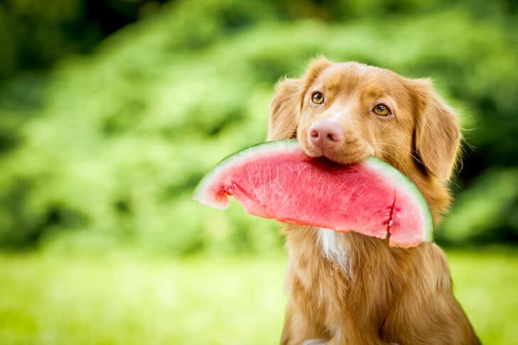 Happy dog enjoying a fresh slice of watermelon.