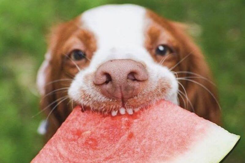 Illustration showing nutritional benefits of watermelon for dogs