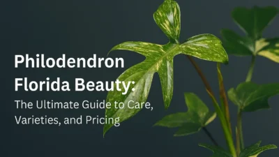 Landscape image of a Philodendron Florida Beauty plant with variegated green and cream leaves, accompanied by the title “Philodendron Florida Beauty: The Ultimate Guide to Care, Varieties, and Pricing” on a dark gray background.