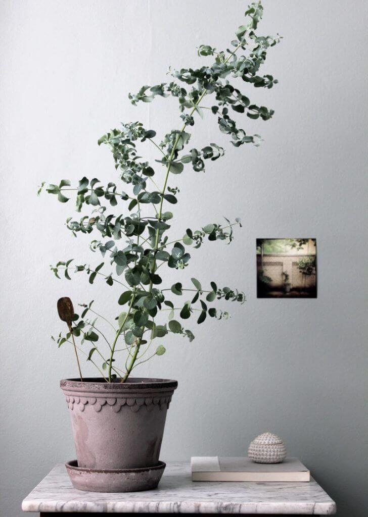 Eucalyptus Plant Indoor near a bright window with indirect light
