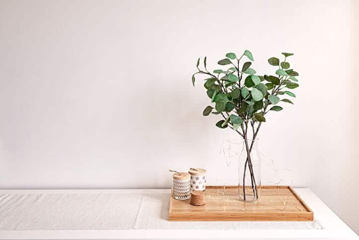 Healthy green leaves of an Eucalyptus Plant Indoor under natural sunlight