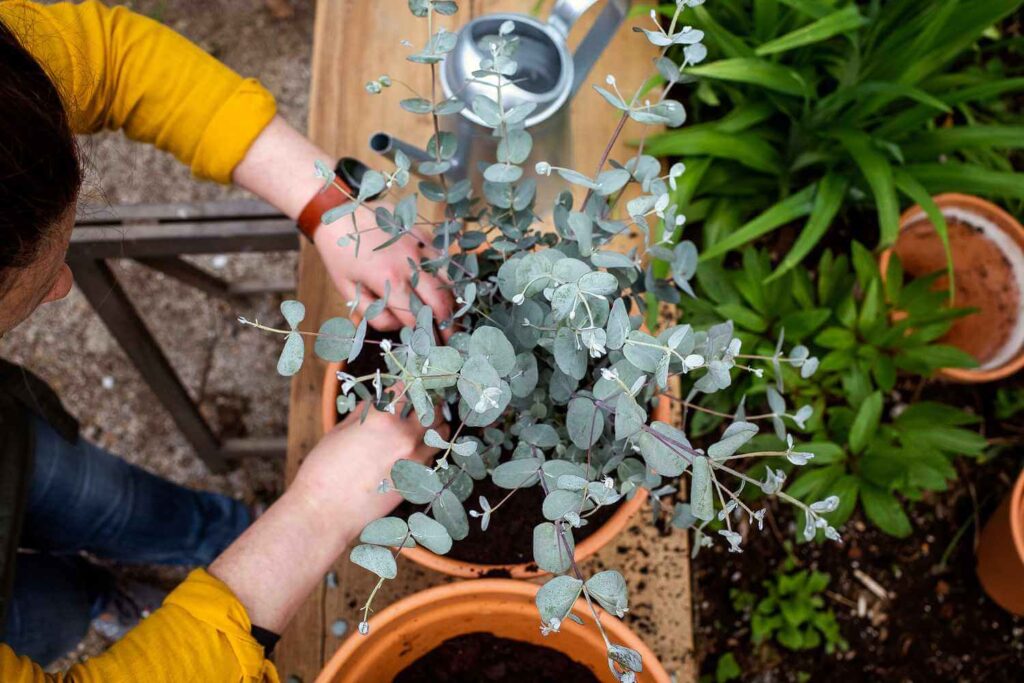 Step-by-step care tips for growing Eucalyptus Plant Indoor successfully