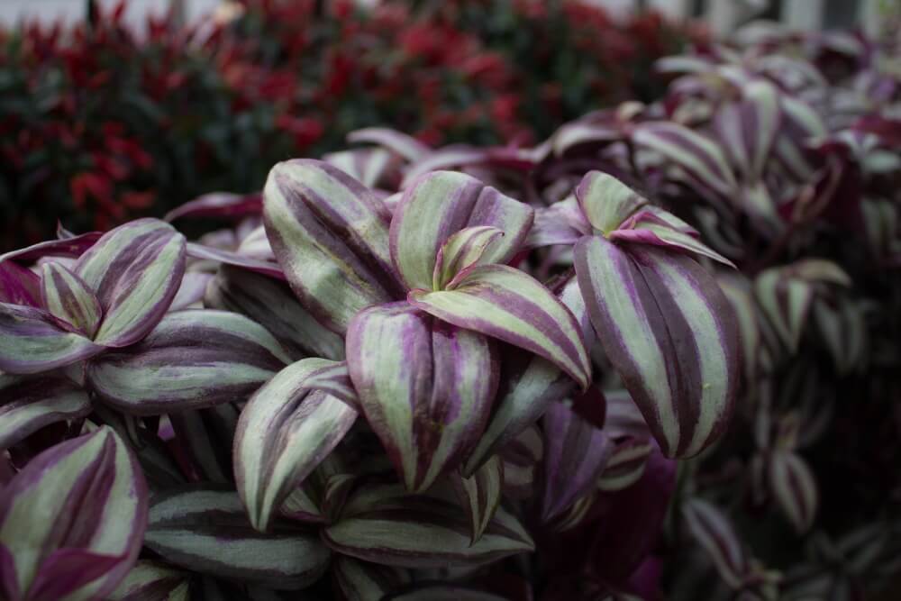 A full, lush wandering jew plant in a pot, demonstrating successful maintenance.