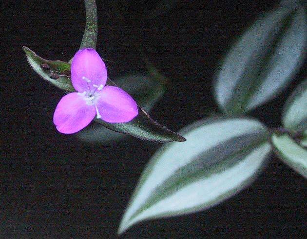 Proper wandering jew plant care results in vibrant, trailing vines