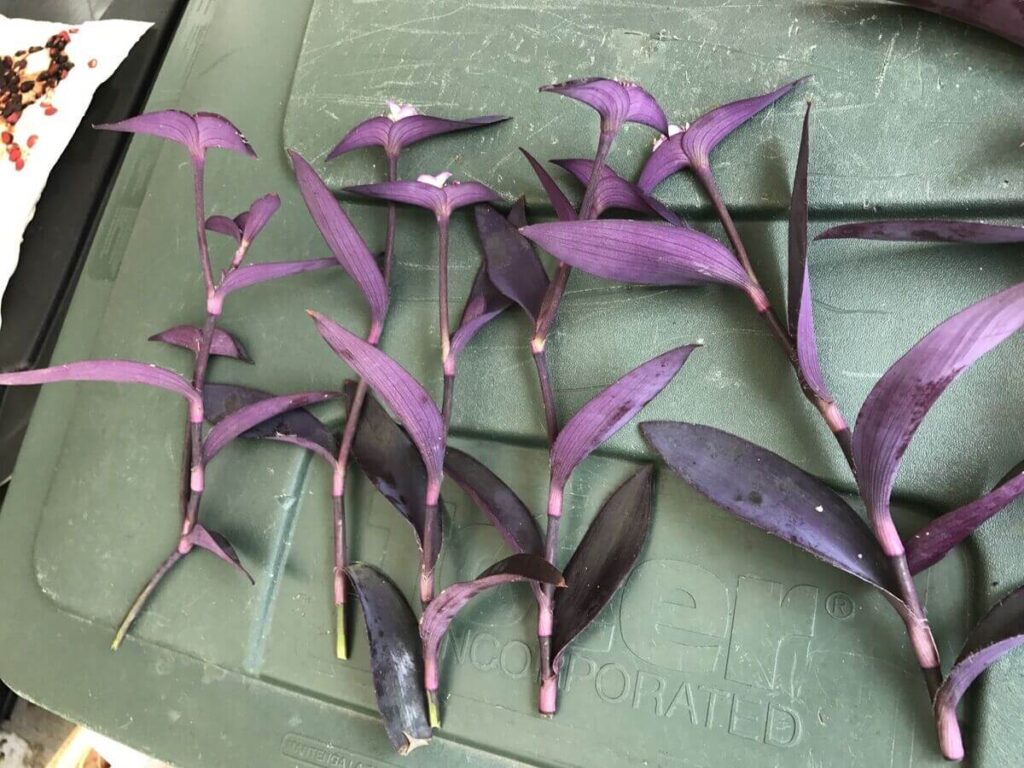 Close-up of a healthy wandering jew leaf showing ideal coloration from correct care.